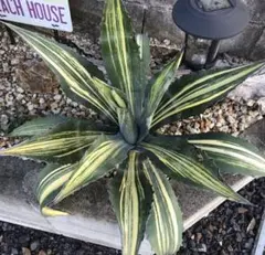 2026年最新】縞斑 アガベの人気アイテム - メルカリ