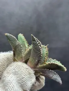 2026年最新】アガベ白豪刺の人気アイテム - メルカリ