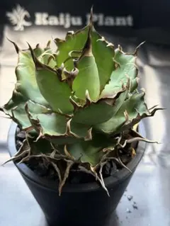 2026年最新】アガベ ハデス 陽炎の人気アイテム - メルカリ