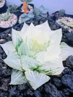 2026年最新】白蛇伝 ハオルチアの人気アイテム - メルカリ