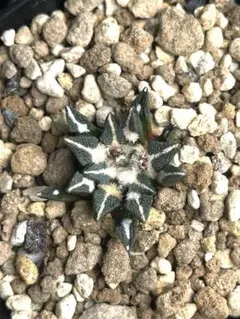 2026年最新】サボテン 黒牡丹の人気アイテム - メルカリ