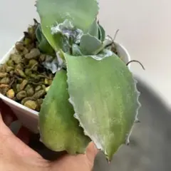 2026年最新】オバティフォリア 中斑の人気アイテム - メルカリ