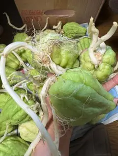 2026年最新】ハヤトウリ苗の人気アイテム - メルカリ