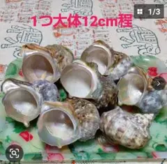 2026年最新】夜光貝 貝殻の人気アイテム - メルカリ