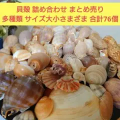 2026年最新】貝殻まとめ売りの人気アイテム - メルカリ