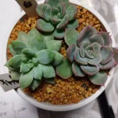 2026年最新】ロウルサンコの人気アイテム - メルカリ