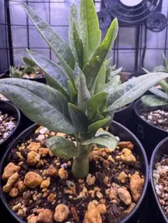 2026年最新】アデニアペチュエリーの人気アイテム - メルカリ