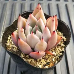 2026年最新】リンゼアナの人気アイテム - メルカリ