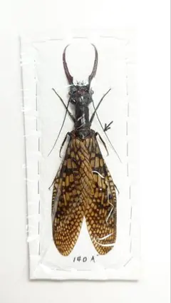 2026年最新】ヘビトンボ 標本の人気アイテム - メルカリ