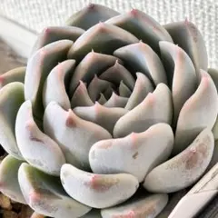 2026年最新】リンゼアナ 中里の人気アイテム - メルカリ