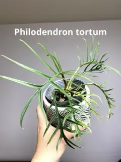 2026年最新】フィロデンドロントータムの人気アイテム - メルカリ