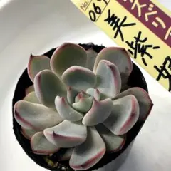 2026年最新】美紫妃の人気アイテム - メルカリ