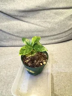 オリーブの木 イタリア製 テラコッタ鉢植え エルグレコ H120 - メルカリ