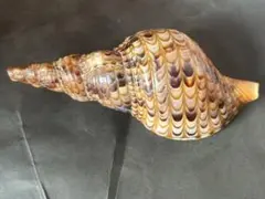 2026年最新】法螺貝の人気アイテム - メルカリ