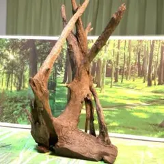 2026年最新】樹洞の人気アイテム - メルカリ