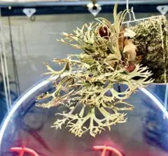 2026年最新】金童 ビカクシダの人気アイテム - メルカリ