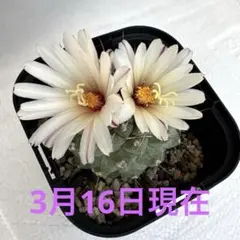 2026年最新】菊水 サボテンの人気アイテム - メルカリ