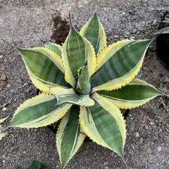 2026年最新】サルミアナ フェロックスの人気アイテム - メルカリ