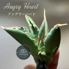 2026年最新】イラン株 アガベの人気アイテム - メルカリ