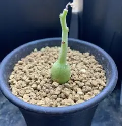 2026年最新】アデニアの人気アイテム - メルカリ