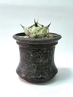 2026年最新】姫野翔太 鉢の人気アイテム - メルカリ