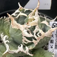 2026年最新】チタノタ白幽霊の人気アイテム - メルカリ