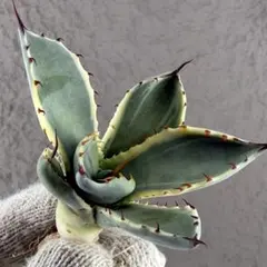 2026年最新】パリー斑入りの人気アイテム - メルカリ