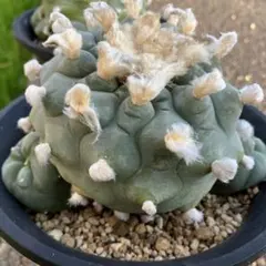 2026年最新】ロホホラの人気アイテム - メルカリ