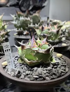 2026年最新】DENNIS アガベの人気アイテム - メルカリ