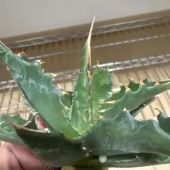 2026年最新】アガべ モンタナの人気アイテム - メルカリ