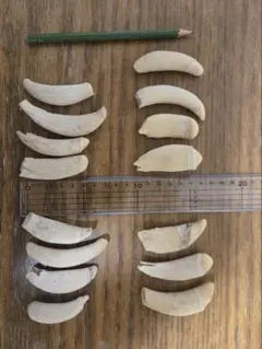 2026年最新】マッコウクジラ 牙の人気アイテム - メルカリ