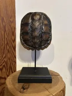 2026年最新】置物 亀 リアルの人気アイテム - メルカリ