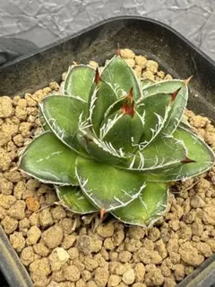 2026年最新】アガベ 王妃笹の雪 a型の人気アイテム - メルカリ