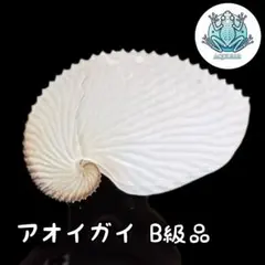 2026年最新】アオイガイの人気アイテム - メルカリ