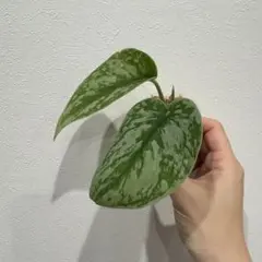 2026年最新】スキンダプサス エキゾチカの人気アイテム - メルカリ