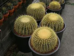 2026年最新】王金鯱の人気アイテム - メルカリ