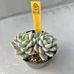 2026年最新】beehouse 多肉の人気アイテム - メルカリ