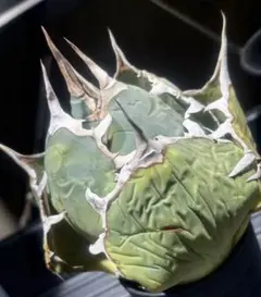 2026年最新】オアハカ現地球の人気アイテム - メルカリ