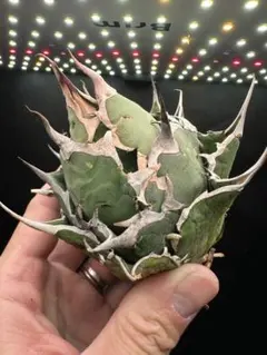 2026年最新】アガベ ハデス 陽炎の人気アイテム - メルカリ