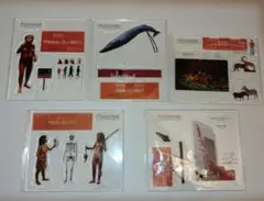 2026年最新】国立科学博物館ミュージアムグッズの人気アイテム - メルカリ