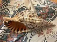 2026年最新】ホラガイの人気アイテム - メルカリ