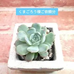 2026年最新】錦玉園 桜大福の人気アイテム - メルカリ