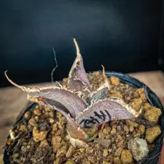 2026年最新】ロウルサンコの人気アイテム - メルカリ