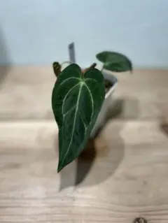 2026年最新】アンスリウム原種の人気アイテム - メルカリ