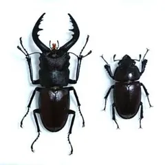 2026年最新】ノコギリクワガタ標本の人気アイテム - メルカリ
