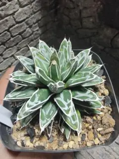 2026年最新】ロウルサンコの人気アイテム - メルカリ