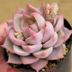 2026年最新】おらい 多肉植物さん苗の人気アイテム - メルカリ