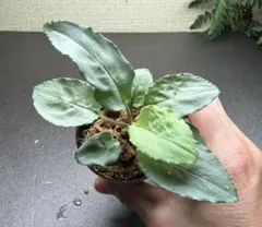 2026年最新】ホマロメナ Homalomenaの人気アイテム - メルカリ