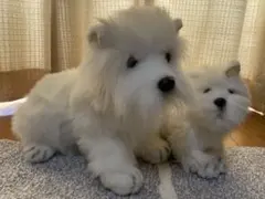 2026年最新】ウエストハイランドホワイトテリア ぬいぐるみの人気