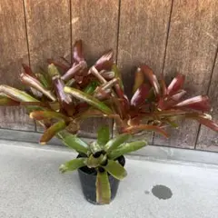 2026年最新】タンクブロメリアの人気アイテム - メルカリ